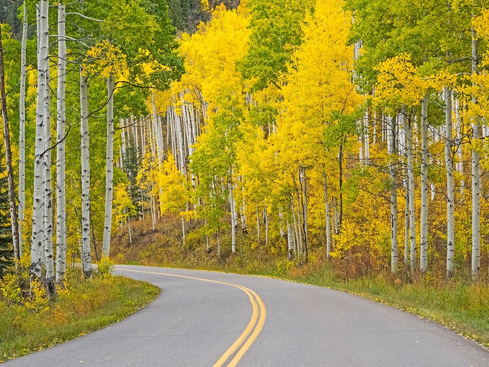 Colorado-Aspen-curved roadway near township of Aspen in fall colors